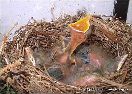 家有乌鸫添家口