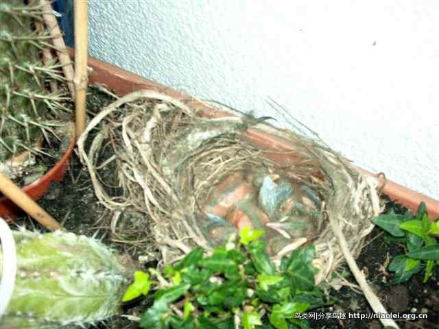 家有乌鸫添家口