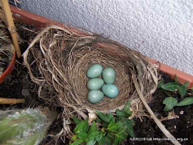 家有乌鸫添家口