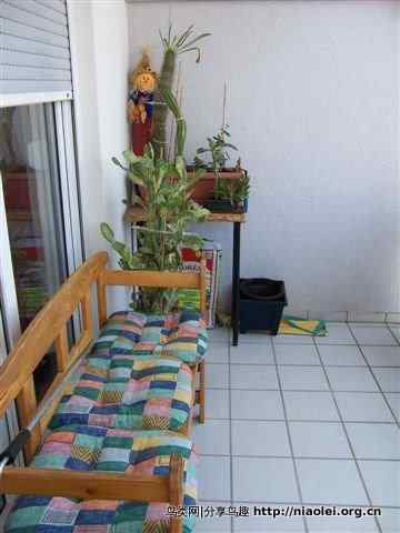 家有乌鸫添家口