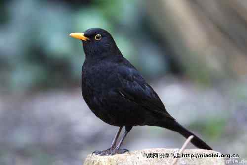 家有乌鸫添家口