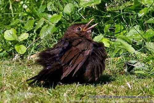 家有乌鸫添家口