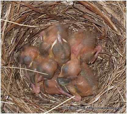 家有乌鸫添家口