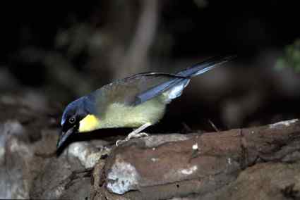 黄喉噪鹛为什么更名为靛冠噪鹛