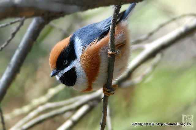 红头长尾雀摄影