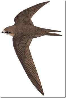 飞得最快的鸟：褐雨燕