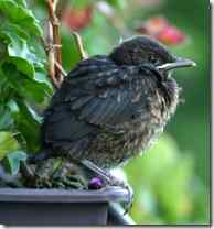 城市化改变了乌鸫的迁徙基因