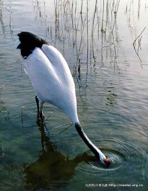 丹顶鹤 —— 鹤舞白沙我心飞翔