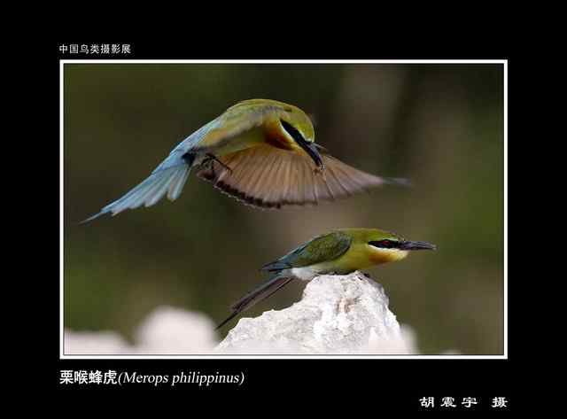 自然之美  中国鸟类摄影展 一等奖作品