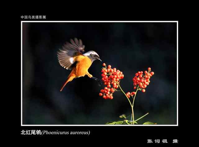 自然之美  中国鸟类摄影展 一等奖作品