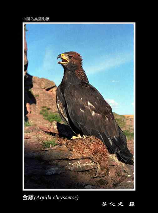 自然之美  中国鸟类摄影展 一等奖作品