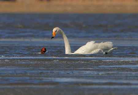 白天鹅与丑小鸭
