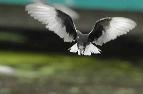 观鸟－－须浮鸥