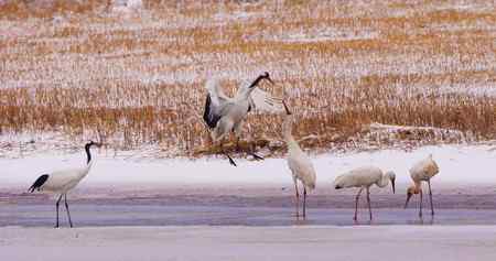 阳春三月莅临盘锦的白鹤