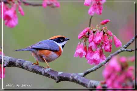 阿里山上的紅頭山雀 阿里山上的紅頭山雀