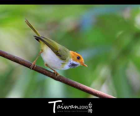 棕面鶲鶯祝各位鳥運亨通