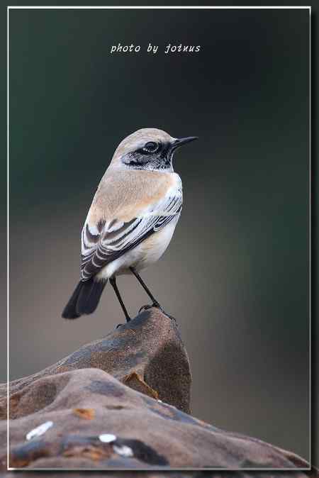 漠即鳥 台湾迷鸟 漠即鳥 台湾迷鸟