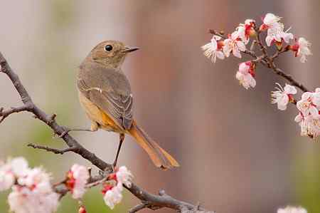 都是“家养的”菜鸟！