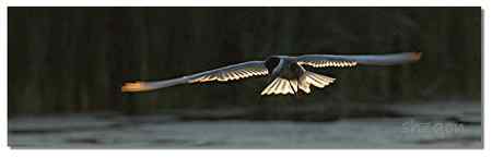 夕阳下 鸟儿忙着觅食