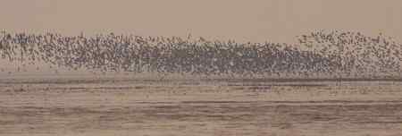 辽河口今晨雨中的鸟浪