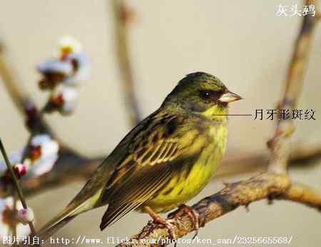 谈谈几种常见的鹀