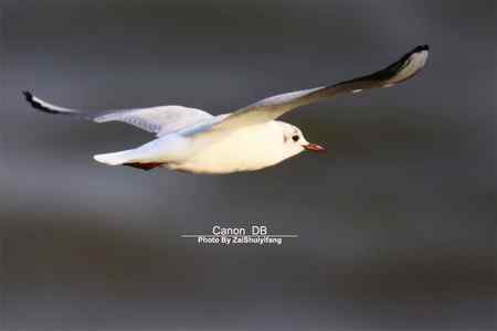 北戴河的海鷗越來越多……