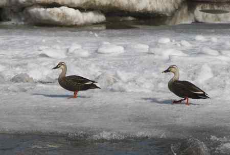 又见到一种不认识的野鸭：如何分辨雌雄性别【斑嘴鸭】
