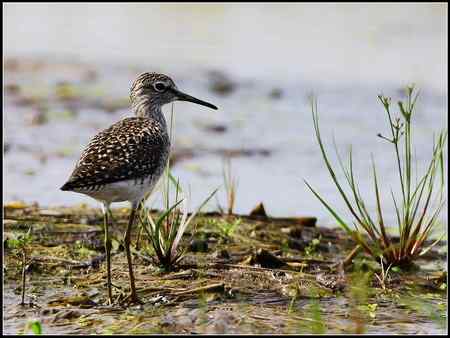 今天收获颇多 发几张综合鸟图 请拍砖！