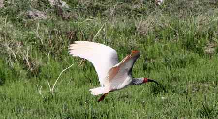 朱鹮白鹭一家亲