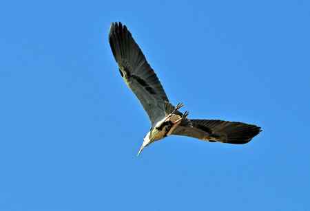 蓝天下的苍鹭雄姿