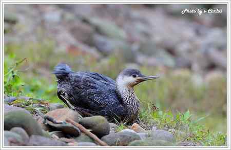 罕见稀有的紅喉潛鳥竟然造访宝岛台湾