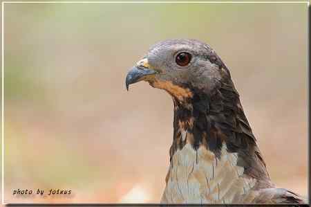 再見蜂鷹 高清晰美图