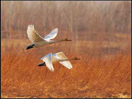 各地天鹅大汇演 各路鸟友大pk