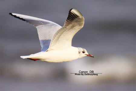 北戴河的海鷗越來越多……