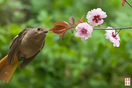 花开引得鸟儿来