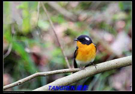 白腹姬翁.黄眉姬翁.鸲姬翁