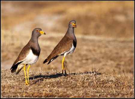 灰头麦鸡 向海自然保护区