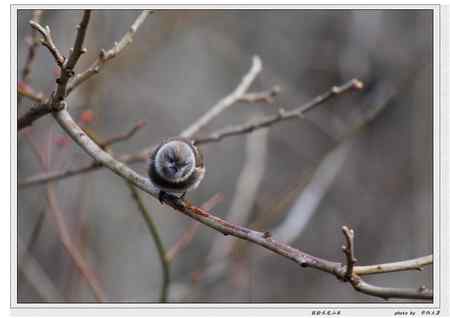 秦岭地区的小林鸟