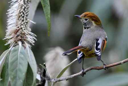 云南的百花岭是鸟的天堂
