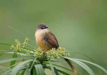 黄腹鹪莺美丽超清晰图组