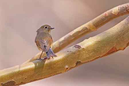 门前又来金翅 北红