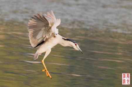夜鹭鸟儿捕鱼