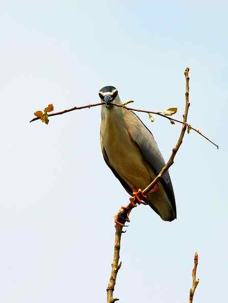 济宁春天的夜鹭