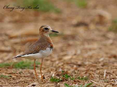 东方鸻 重庆咔嚓作品