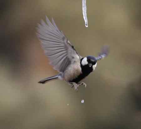 大山雀完美悬飞吃冰棍！