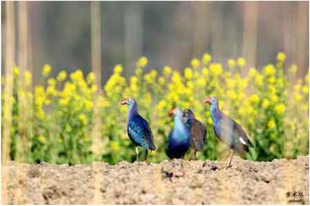 七彩云南的“精灵”