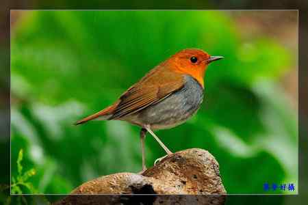 窈窕淑女 日本歌鴝 (小橘子)