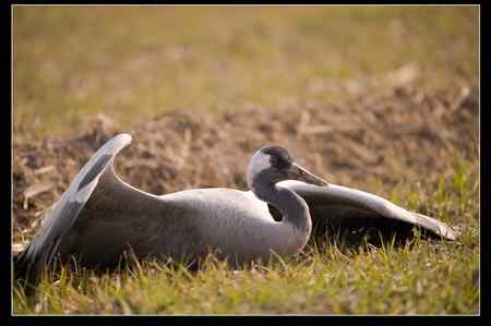 是谁害死了灰鹤?! 是谁害死了灰鹤?!