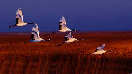 余辉洒浴伴鹤翔