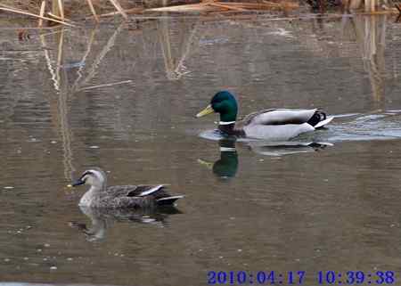 北方的鸭子也漂亮